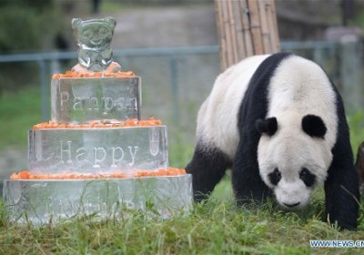 130 марта оталик бахтига мушарраф бўлган дунёдаги энг кекса панда вафот этди фото