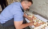 "Россельхознадзор" Ўзбекистонга 18 тонна мевани қайтариб юборди фото